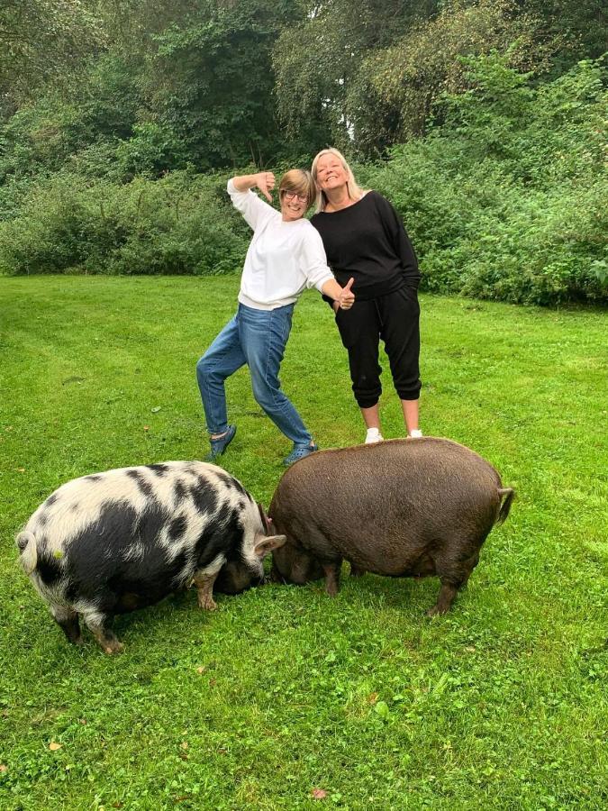فيلا Starry Meadow & Rescued Animal Experiences غريت يورماوث المظهر الخارجي الصورة
